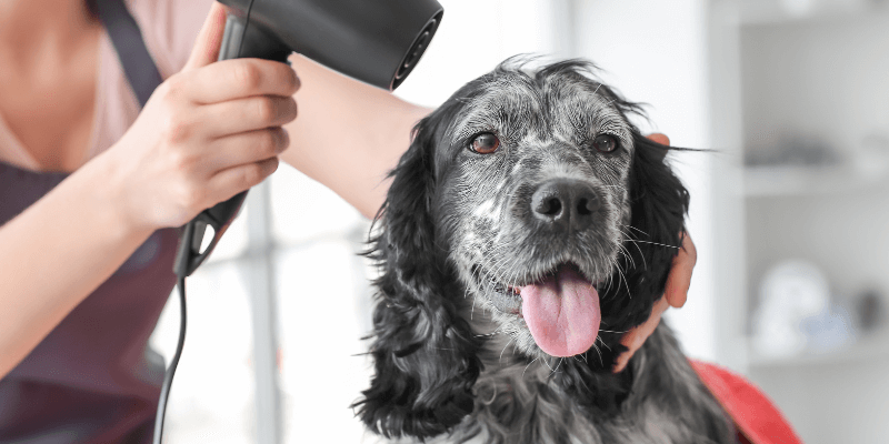 Dog wash