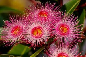 Eucalyptus flower