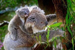 Koalas